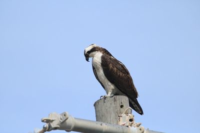 Low angle view of owl perching against clear sky