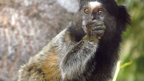 Close-up portrait of cat
