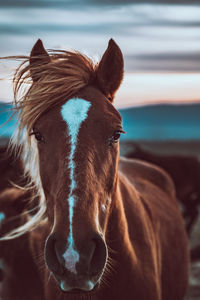 Red horse with golden hair