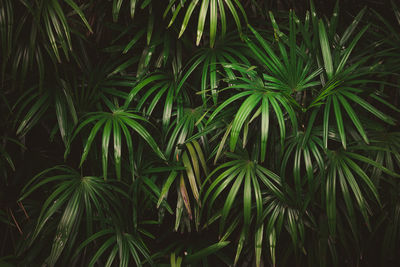 Leaves in the forest beautiful nature background of vertical garden with tropical green leaf