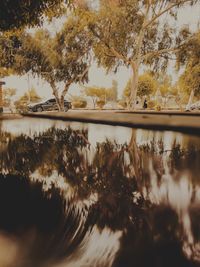 Trees by lake against sky