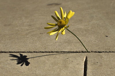 Close-up of yellow flowering plant