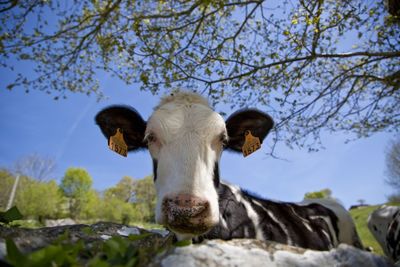 Close-up of goat