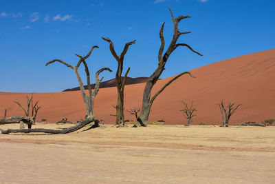 Bare tree on sand dune against sky