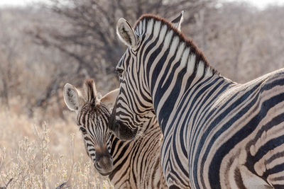 Zebras in a zebra