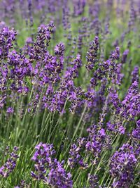 Close-up of purple flowering plants on field