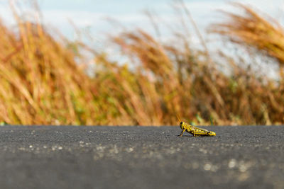 Close-up of insect on road