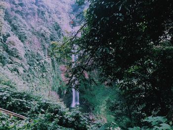 Trees in forest