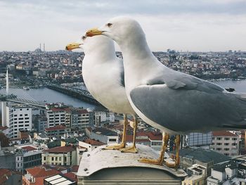 Close-up of seagull against buildings in city