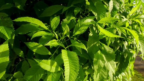 Close-up of fresh green leaves