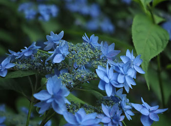 Close-up of blue flowering plant