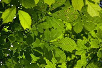 Close-up of green leaves