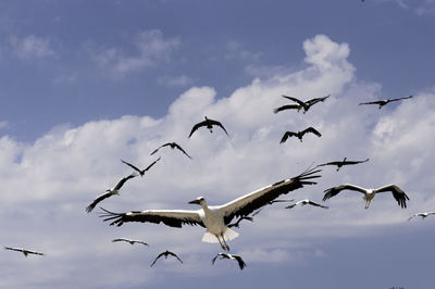 Low angle view of birds flying in sky