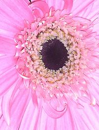 Macro shot of pink flower