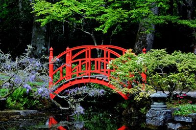 Plant growing on a tree