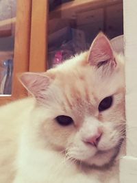 domestic animals