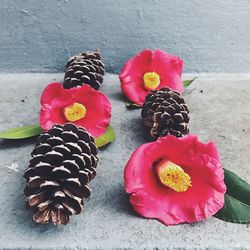 Close-up of pink flowers