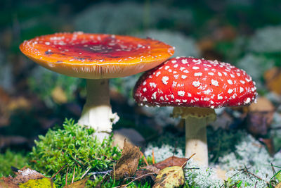 Close-up of mushroom growing on field