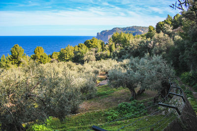 High angle view of trees by sea against sky