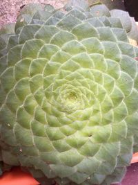 High angle view of leaf on plant