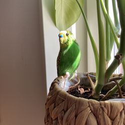 Close-up of parrot perching on wall