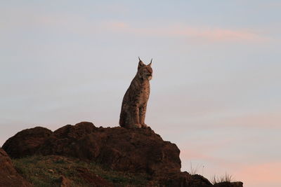 Cat sitting on rock against sky during sunset