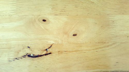 High angle view of people on wood