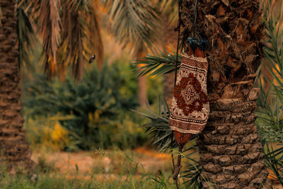Close-up of tree trunk