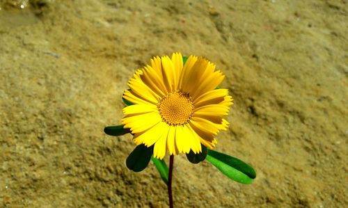 Close-up of yellow flowering plant