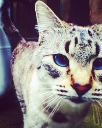 Close-up portrait of cat