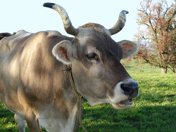 Close-up of cow standing on field against sky