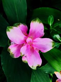 Close-up of pink flower blooming outdoors