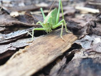 Close-up of insect on wood