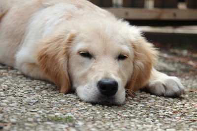 Close-up portrait of dog resting