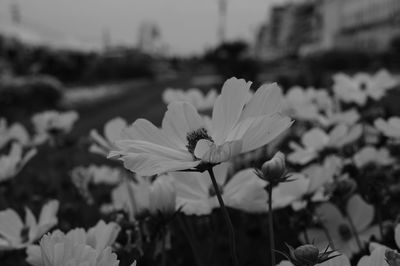 Close-up of white flowering plant
