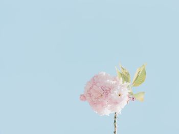 Close-up of pink cherry blossom against blue sky