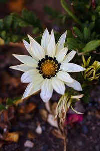 Close-up of white flower