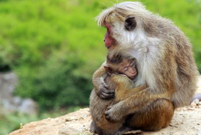 Close-up of monkeys sitting outdoors