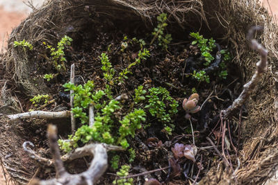 Close-up of bird against plants