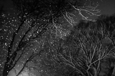 Low angle view of bare tree at night