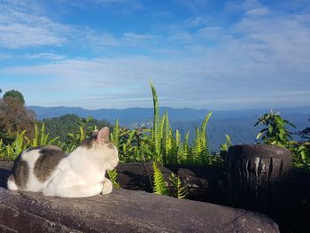 Cat relaxing in a field against sky