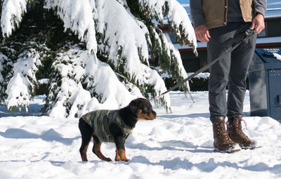 Low section of man with dog on snow