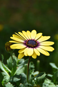 Close-up of yellow flower