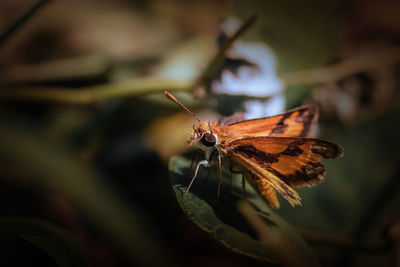 Close-up of butterfly pollinating on flower