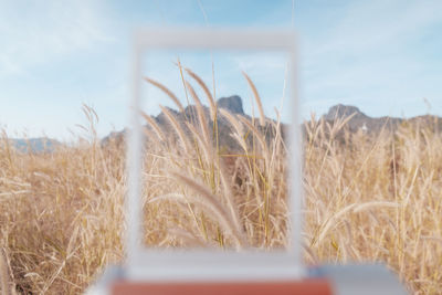 Close-up of crops on field against sky