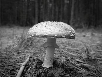 Close-up of mushroom growing in forest