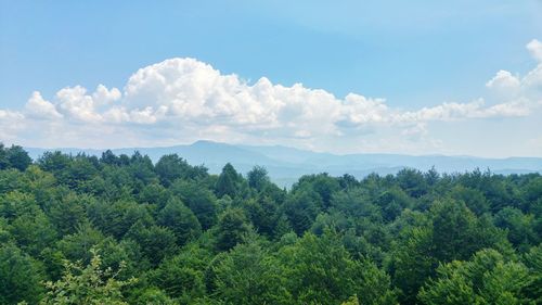Panoramic view of trees and plants against sky
