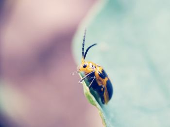 Close-up of insect