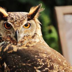 Close-up portrait of owl