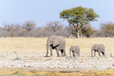 Elephant on landscape against sky